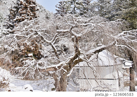 雪化粧した枝垂桜の大木 雪化粧した枝垂桜の大木 123606583