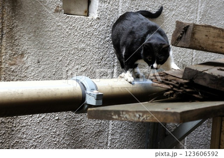 うまく降りられない猫 うまく降りられない猫 123606592