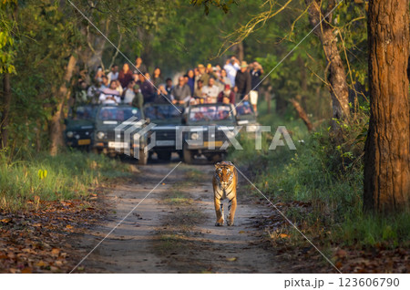 wild female tiger or panthera tigris roadblock showstopper on morning stroll in her territory and blurred safari vehicles tourist following at pilibhit national park forest reserve uttar pradesh india 123606790