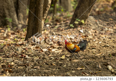 wild male Red junglefowl or Gallus gallus bird wild ancestor of the domestic fowl or chicken walking in safari at pilibhit national park forest reserve uttar pradesh india asia 123606793