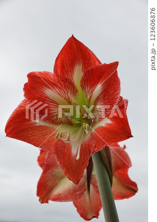 オレンジ色のアマリリスの花のアップ 123606876