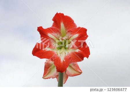 オレンジ色のアマリリスの花のアップ オレンジ色のアマリリスの花のアップ 123606877