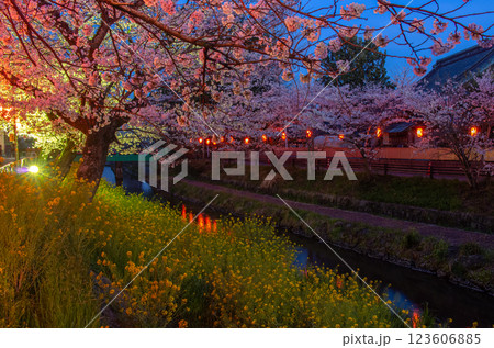 栃木県 真岡市・春の行屋川水辺公園 123606885