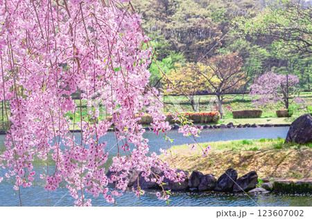 栃木県那須塩原市 那珂川河畔公園の美しい桜風景 123607002