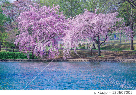 栃木県那須塩原市 那珂川河畔公園の美しい桜風景 栃木県那須塩原市 那珂川河畔公園の美しい桜風景 123607003