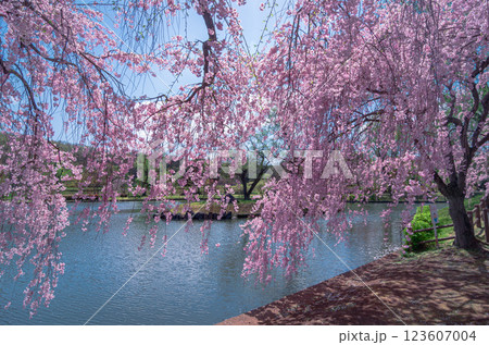 栃木県那須塩原市 那珂川河畔公園の美しい桜風景 栃木県那須塩原市 那珂川河畔公園の美しい桜風景 123607004