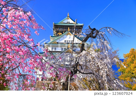 【大阪府】満開の夜桜の大阪城 123607024