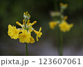 黄色いクリン草の花のアップ 123607061