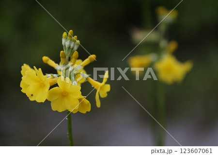 黄色いクリン草の花のアップ 黄色いクリン草の花のアップ 123607061