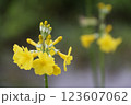 黄色いクリン草の花のアップ 123607062