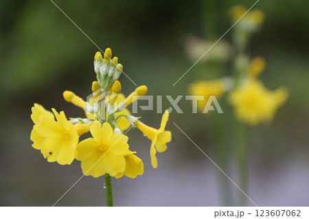黄色いクリン草の花のアップ 123607062