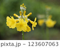 黄色いクリン草の花のアップ 123607063