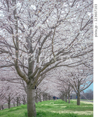 栃木県さくら市 ゆうゆうパークの美しい桜並木です。 123607103