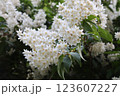 ウツギの白い花満開 123607227