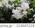 ウツギの白い花満開 123607228