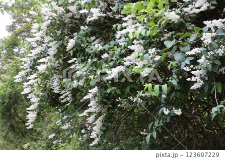 ウツギの白い花満開 123607229
