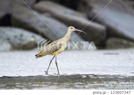 ホウロクシギ幼鳥 123607347