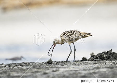 カニをくわえるホウロクシギ カニをくわえるホウロクシギ 123607374
