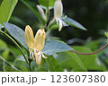 スイカズラの花のアップ 123607380