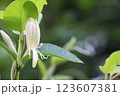 スイカズラの花のアップ 123607381