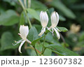 スイカズラの花のアップ 123607382