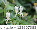 スイカズラの花のアップ 123607383