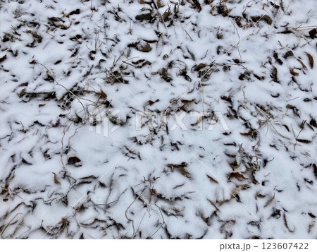 林の枯れ落ち葉に積雪 123607422
