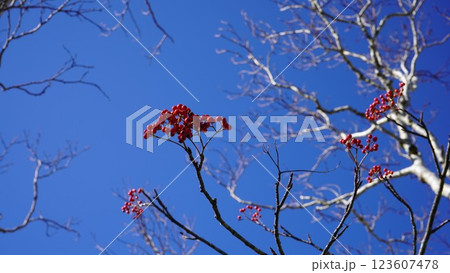 晩秋の青空とナナカマド 123607478