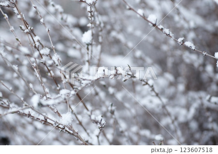 ハクチョウゲの枝に積もった雪 123607518