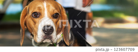 Portrait of beagle dog in park. Close up photo of beagle dog in summer day Portrait of beagle dog in park. Close up photo of beagle dog in summer day 123607709