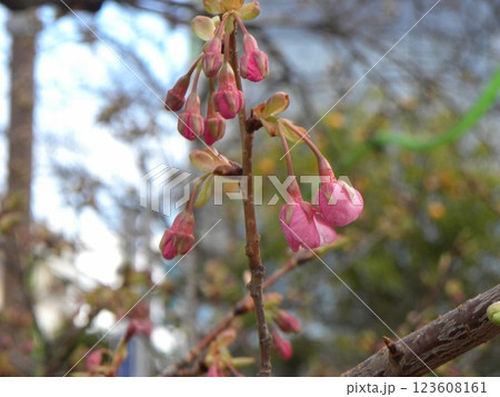 稲毛海岸駅前のもう直ぐ開く桃色の蕾は河津桜の花 123608161