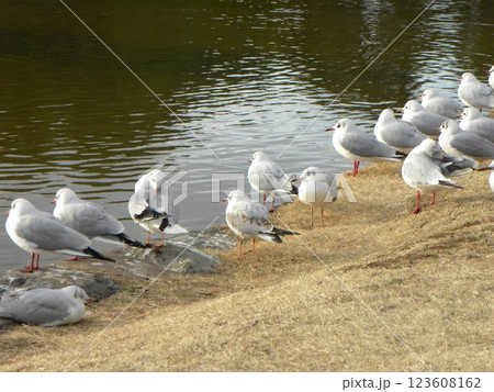 稲毛海浜公園浜ノ池に来た冬の渡り鳥ユリカモメ 123608162