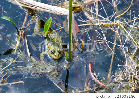 Green water frogs during breeding season in their natural habitat. Selective focus. Copy space. 123608186