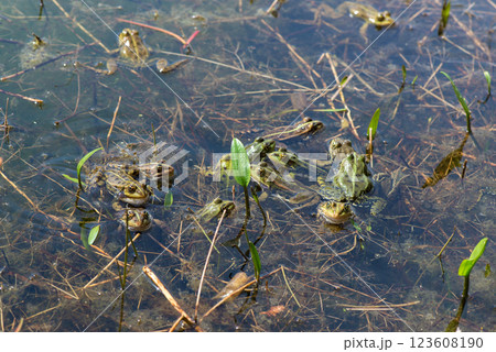 Green water frogs during breeding season in their natural habitat. Selective focus. Copy space. 123608190