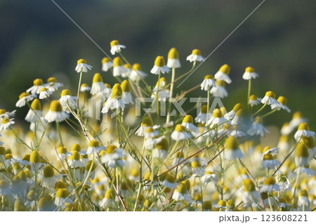 夕陽に輝くカモミールの花 123608221