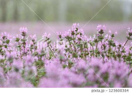ピンク色に染まるホトケノザのお花畑 123608384