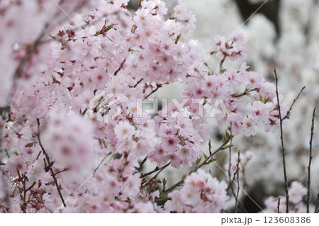 桜並木をほんのり染める信州の桜 桜並木をほんのり染める信州の桜 123608386