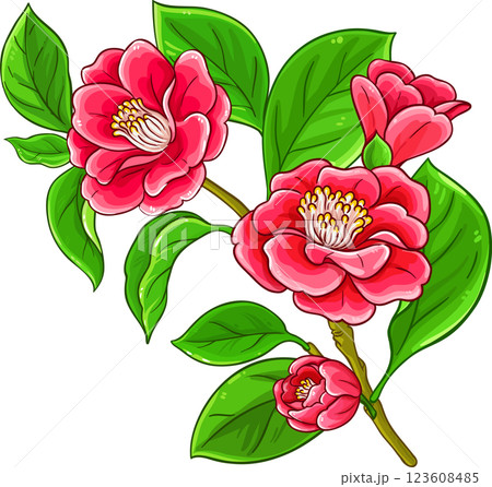 Camelia Branch  Colored Detailed Illustration 123608485