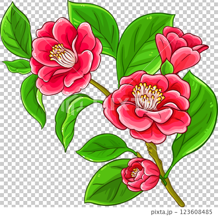 Camelia Branch  Colored Detailed Illustration 123608485