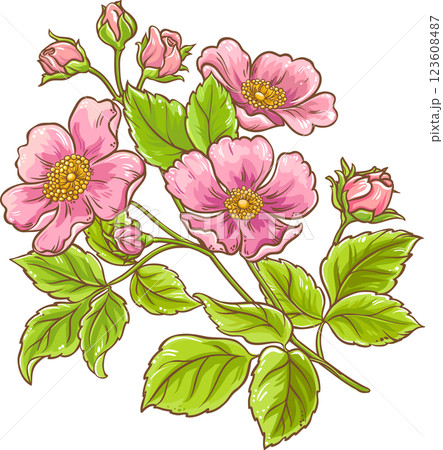 Dog Rose Branch with Flowers and Leaves Colored Detailed Illustration. Organic natural nutritional healthy food ingredient. 123608487
