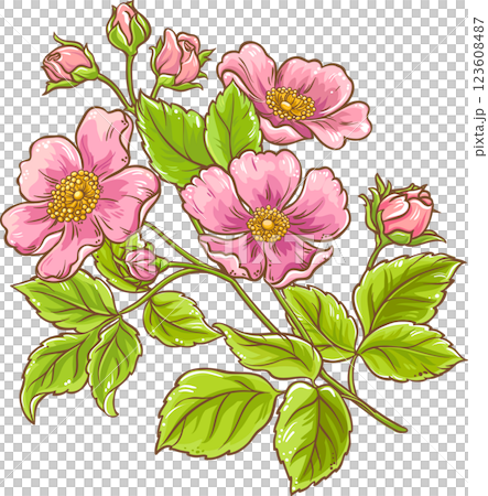 Dog Rose Branch with Flowers and Leaves Colored Detailed Illustration. Organic natural nutritional healthy food ingredient. 123608487
