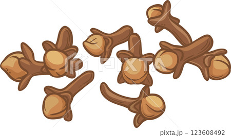 Clove Seeds Colored Detailed Illustration 123608492