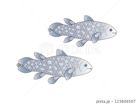 古代魚シーラカンス 123608507