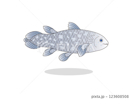 シーラカンス シーラカンス 123608508