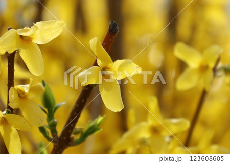 かわいらしいレンギョウの花のアップ 123608605