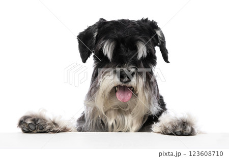 Schnauzer lying with paws forward, tongue slightly out, and expressive eyes gazing against white background. 123608710
