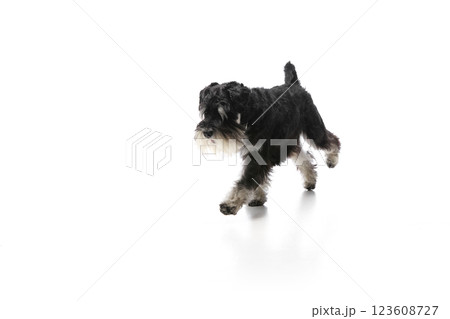 Purebred black schnauzer running forwards against white studio background. 123608727