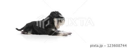 Side view of dog, black schnauzer calmly lying against white studio background. Side view of dog, black schnauzer calmly lying against white studio background. 123608744