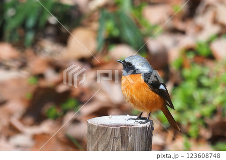 ジョウビタキ（オス） 123608748