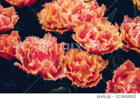 Colorful tulips in bloom. 123608881